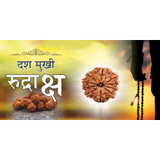 10 Mukhi Rudraksh (5.0)